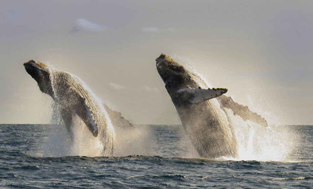 San Jose Del Cabo Private Whale Watching