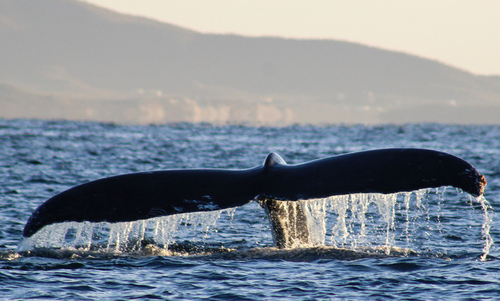 San Jose Del Cabo Sunrise Whale Watching