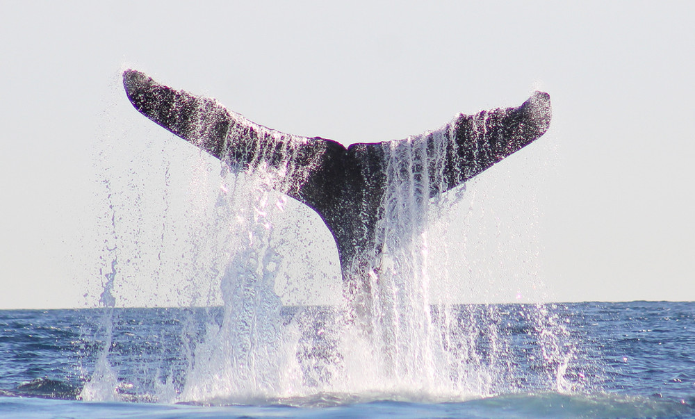 San Jose Del Cabo Sunset Whale Watching