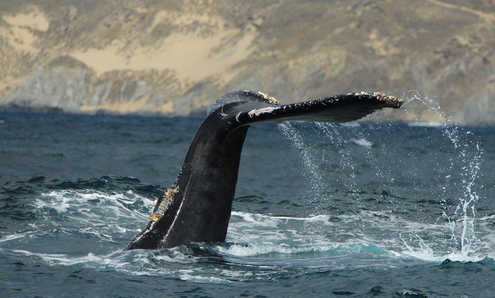 SALTYCABO Excursions
