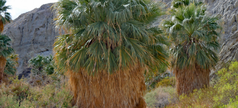 Palm Springs Self Guided Driving Audio Tour