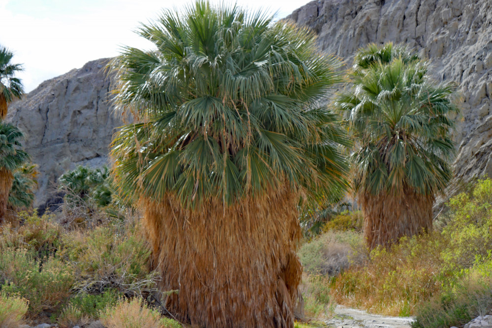 Palm Springs Self Guided Driving Audio Tour