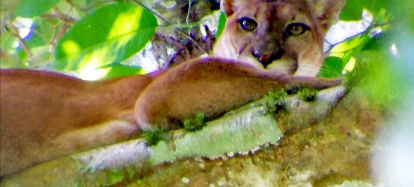 Carara National Park Tour (from Jaco)