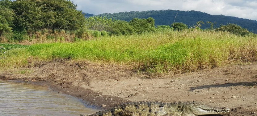 Jungle River & Crocodile Adventure Tour