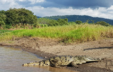 Jungle River & Crocodile Adventure Tour