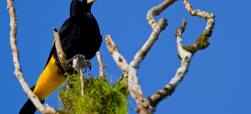 7 Days-Wildlife & Nature Tour At Yasuni National Park