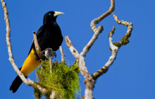 7 Days- Adventure in Quito and explore the Wildlife of Yasuni National Park