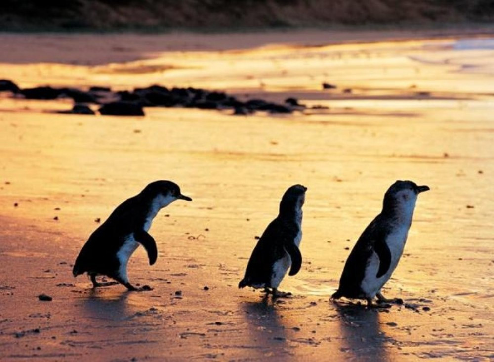 Phillip Island Penguin Parade Tour With Penguin Plus Upgrade