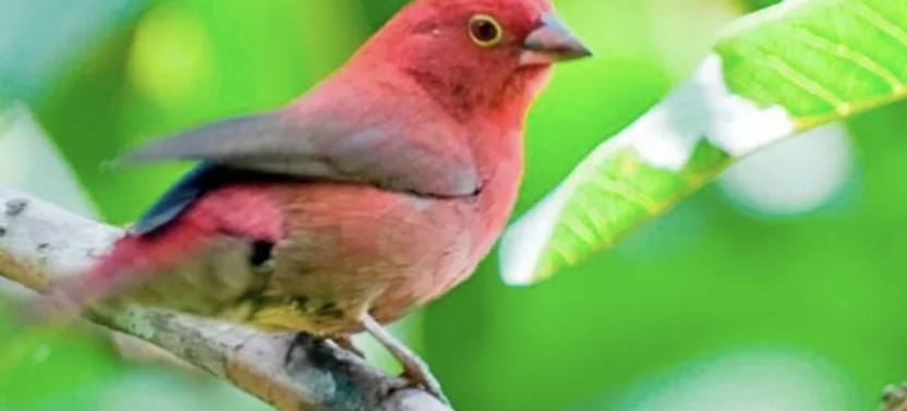 16 Day Rwanda Birding and Wildlife Safari
