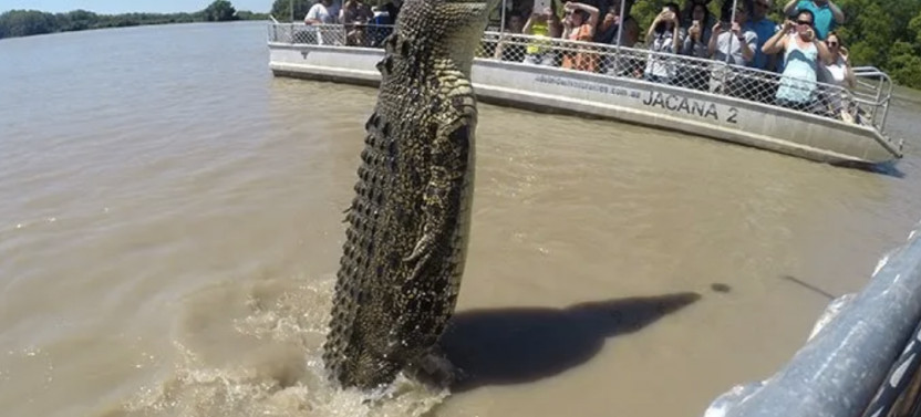 The Croc Bus