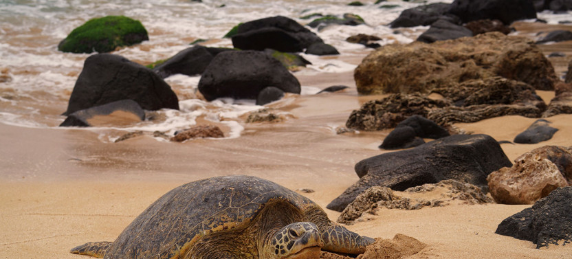 Private Best of Oahu Sightseeing - Full Day
