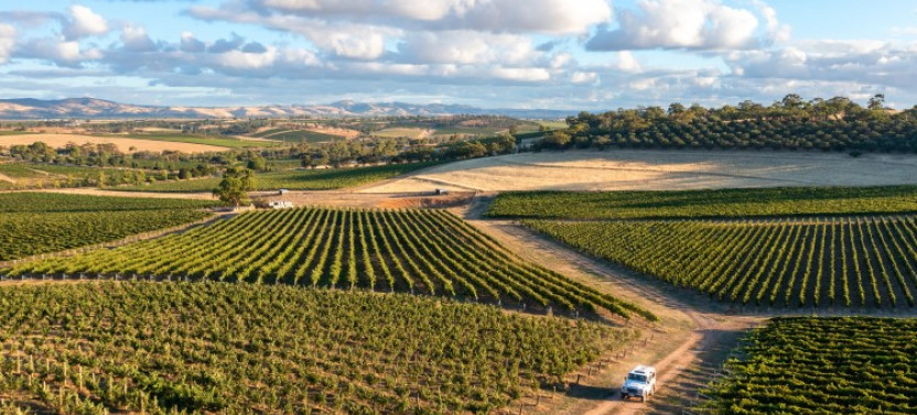 Barossa Shiraz Enthusiast - Private Tour