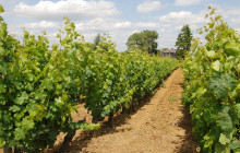 Private Loire Valley Wine tour: Vouvray, Bourgueil and Chinon