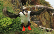 Wild Westfjords2