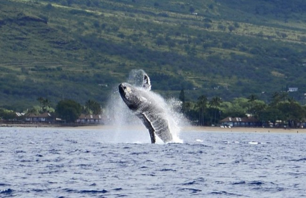 Kona Whale Watching