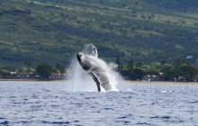 Iruka Hawaii Dolphin - O'ahu1