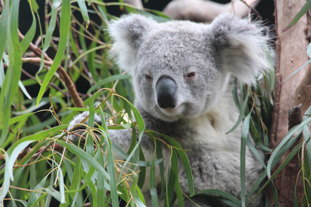 Opera House & Aussie Animals - A Private Tour of Sydney's Icons - Sydney |  Project Expedition