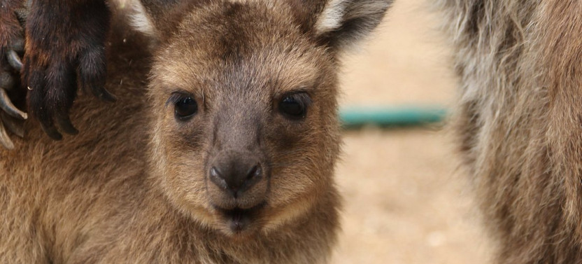Opera House & Aussie Animals - A Private Tour of Sydney's Icons