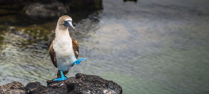 10 Days - Unforgettable Journey Through the Magical Galapagos Islands