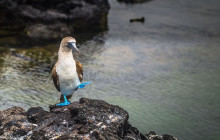 9 Days - Unforgettable Journey through the Magical Galapagos Islands