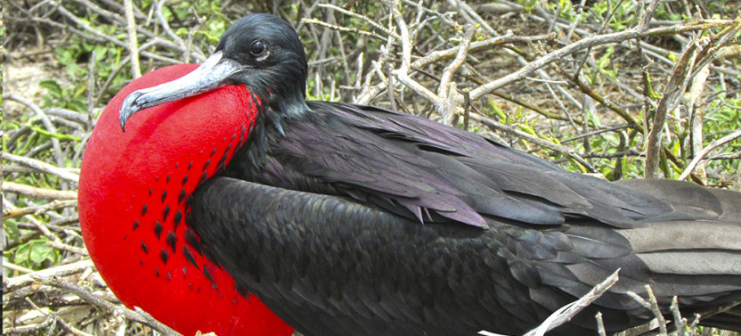 10 Days - Unforgettable Journey Through the Magical Galapagos Islands