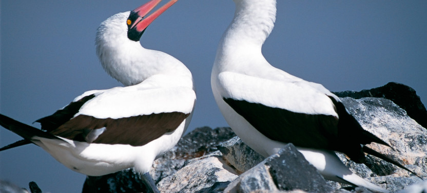 10 Days - Unforgettable Journey Through the Magical Galapagos Islands