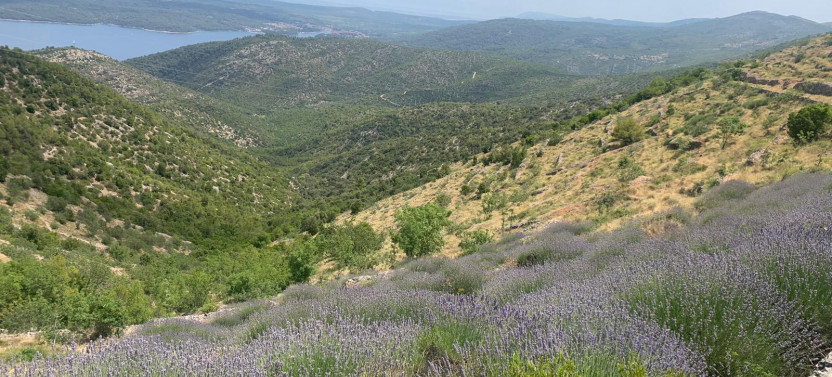 Gorgeous Hvar Town Tour with Wine Tasting and Lunch