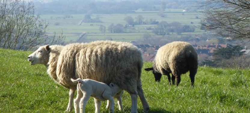 South Cotswolds - Private Day Trip from Bath