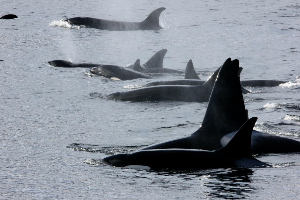 Ketchikan Crabbing, Whales and Wildlife Tour - Ketchikan | Project ...