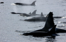 Ketchikan Crabbing, Whales and Wildlife Tour - Ketchikan | Project ...