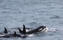 Ketchikan Crabbing, Whales and Wildlife Tour - Ketchikan | Project ...