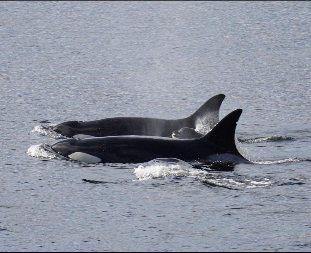 Ketchikan Crabbing, Whales and Wildlife Tour - Ketchikan | Project ...