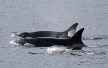 Ketchikan Crabbing, Whales and Wildlife Tour - Ketchikan | Project ...