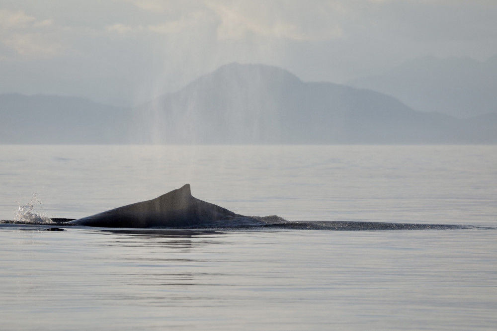 Ketchikan Crabbing, Whales and Wildlife Tour - Ketchikan | Project ...