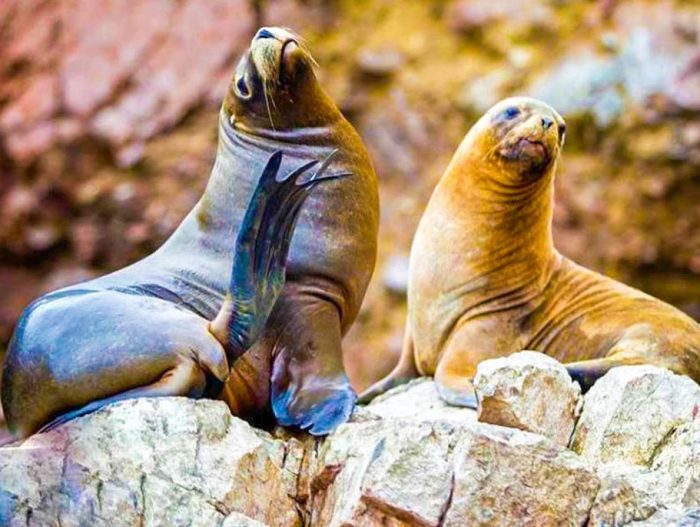 Full Day || Ballestas Islands - Paracas || From the port of San Martín