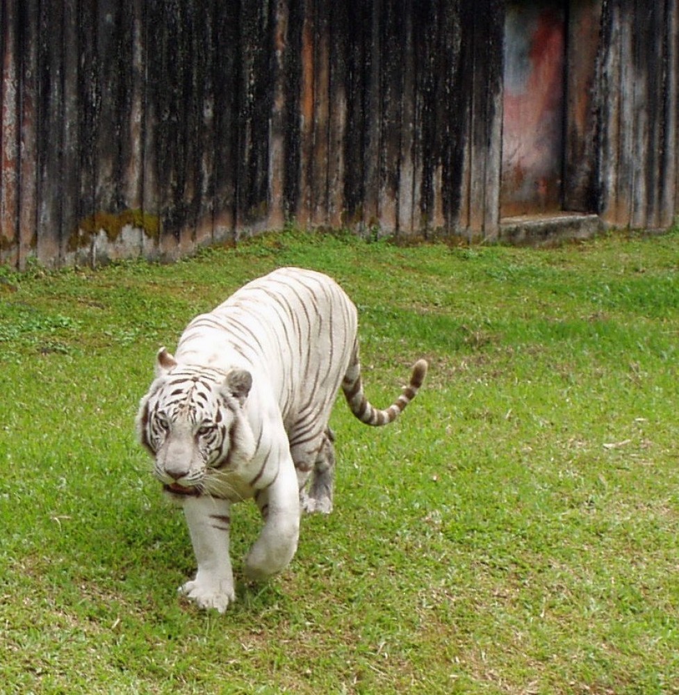 Panaewa Rainforest Zoo