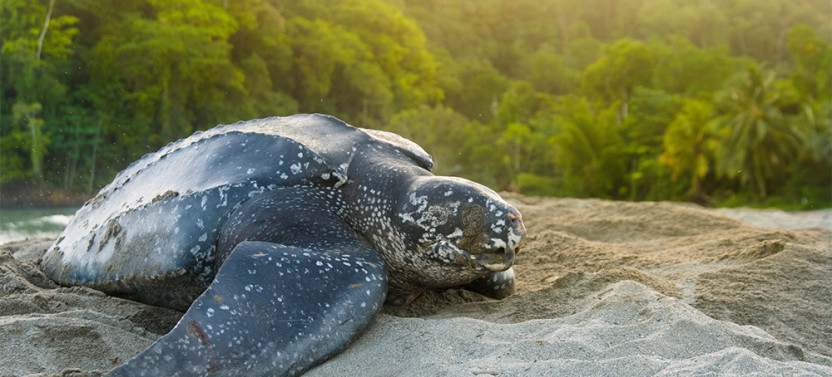 Leatherback Turtle Adventure