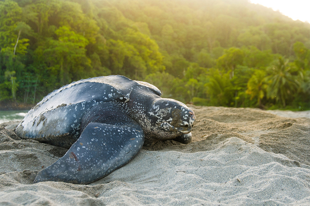 Leatherback Turtle Adventure