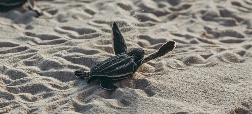 Leatherback Turtle Adventure