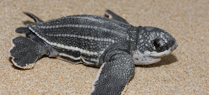 Leatherback Turtle Adventure