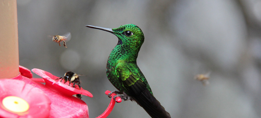 The Humming Bird Experience