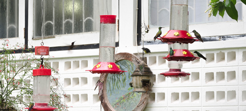The Humming Bird Experience
