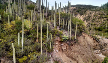 A picture of Chiapas Tour: a Fascinating Trip from Mexico City to San Cristobal (9 Days)