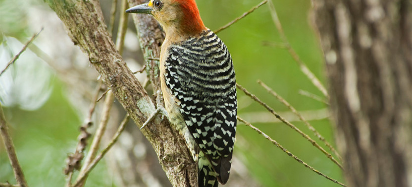 Tobago Highlights & Tropical Garden with Hummingbirds