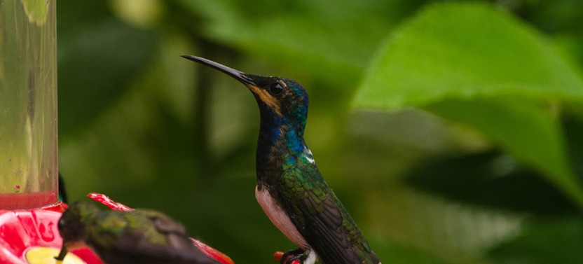 Tobago Highlights & Tropical Garden with Hummingbirds
