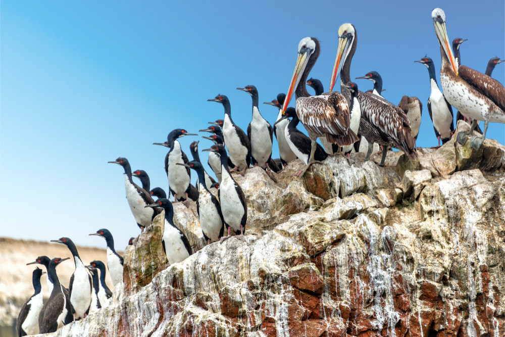 Tour 2 h Islands Ballestas | From the San Martin port