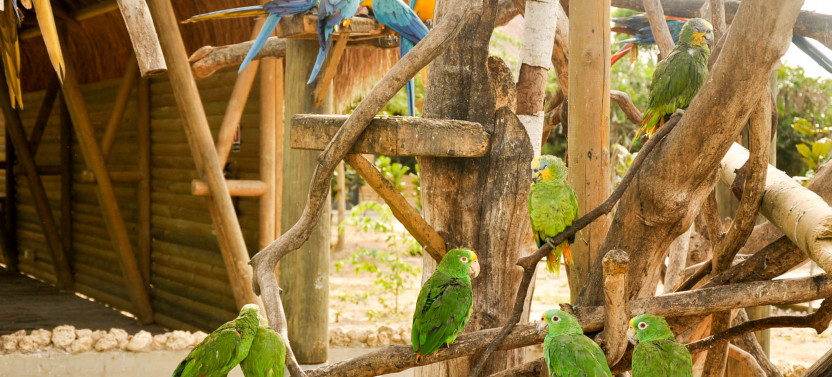 Cartagena National Aviary