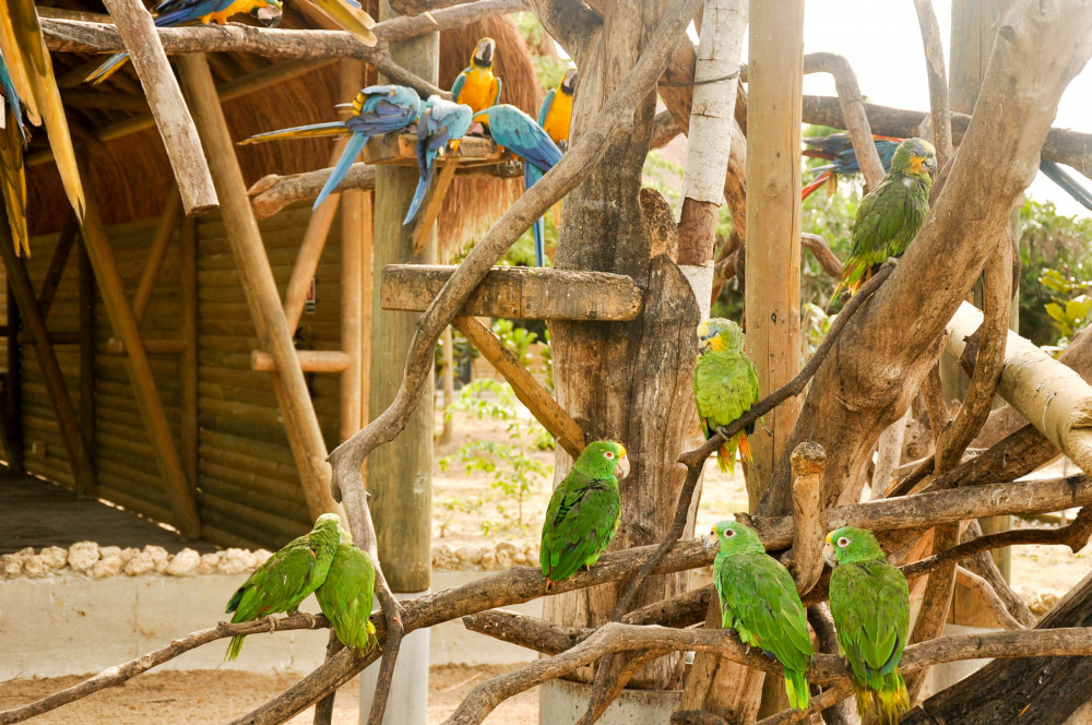 Cartagena National Aviary - Cartagena | Project Expedition