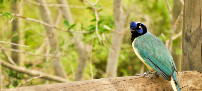 Cartagena National Aviary