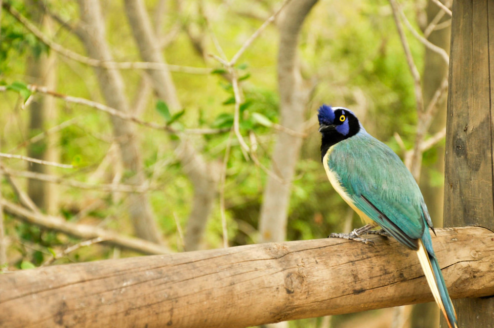 Cartagena National Aviary - Cartagena | Project Expedition